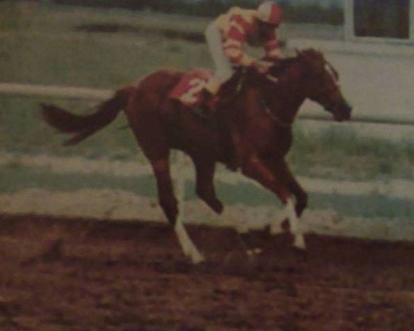 stallion Al Rashid xx (Thoroughbred, 1990, from Danzig Connection xx)