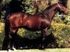 stallion Danzig Connection xx (Thoroughbred, 1983, from Danzig xx)