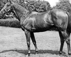 stallion Traffic Judge xx (Thoroughbred, 1952, from Alibhai xx)