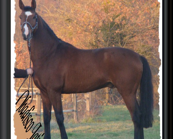 stallion Obadisco Latino (Selle Français, 2002, from Olisco)