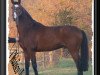 stallion Obadisco Latino (Selle Français, 2002, from Olisco)