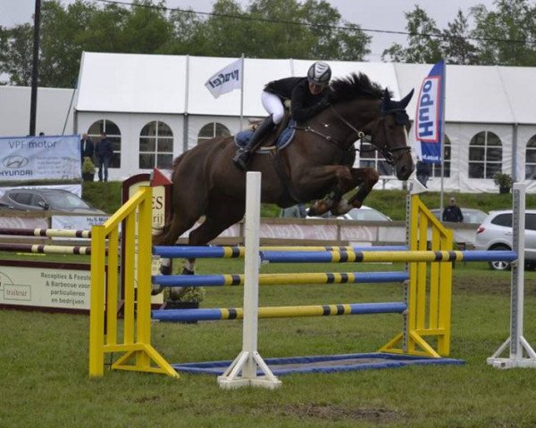 jumper Dyon van Overis Z (Zangersheide riding horse, 2008, from Darco)