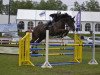 jumper Dyon van Overis Z (Zangersheide riding horse, 2008, from Darco)