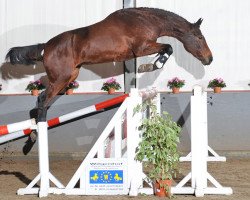 jumper Ulrike van Overis Z (Zangersheide riding horse, 2009, from Udarco van Overis)