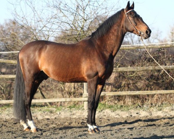 stallion Désir Champeix AA (Anglo-Arabs, 1991, from Oberon du Moulin)