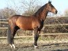 stallion Désir Champeix AA (Anglo-Arabs, 1991, from Oberon du Moulin)