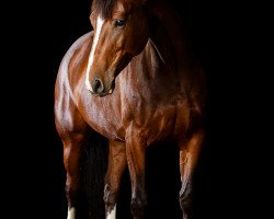 broodmare Catalya (Hanoverian, 2009, from Castus I)