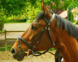 horse Gammon (Hessian Warmblood, 1991, from Goldpilz)