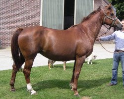 Zuchtstute Virage van Overis (Belgisches Warmblut, 1998, von Darco)