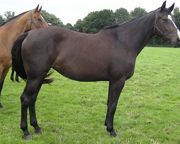 broodmare Quintera (Holsteiner, 2005, from Quintero)