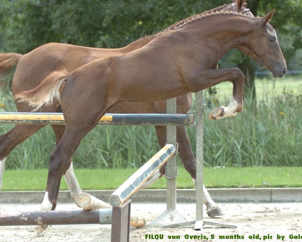 Springpferd Filou van Overis (Belgisches Warmblut, 2005, von Baloubet du Rouet)