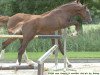 jumper Filou van Overis (Belgian Warmblood, 2005, from Baloubet du Rouet)