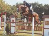 jumper Baloubet Z (Zangersheide riding horse, 2000, from Baloubet du Rouet)