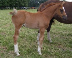 jumper Dior V Overis Z (Zangersheide riding horse, 2004, from Diamant de Semilly)