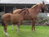 jumper Cheers van Overis Z (Zangersheide riding horse, 2007, from Canturo)