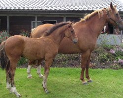 Springpferd Cheers van Overis Z (Zangersheide Reitpferd, 2007, von Canturo)