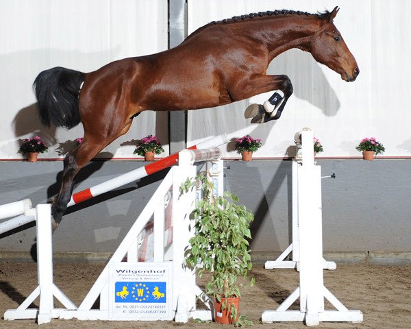 jumper Elvis van Overis Z (Zangersheide riding horse, 2009, from Eldorado vd Zeshoek Tn)