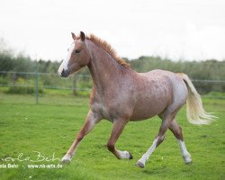 Pferd Kobi (Welsh Mountain Pony (Sek.A), 2008, von Twyford Gucci)