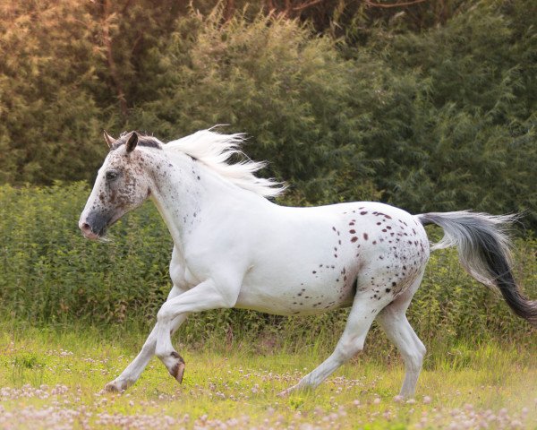 dressage horse Atax (Appaloosa, 2002)