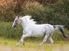 dressage horse Atax (Appaloosa, 2002)