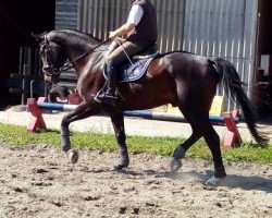 dressage horse Dartiago (Hanoverian, 2011, from Destano)