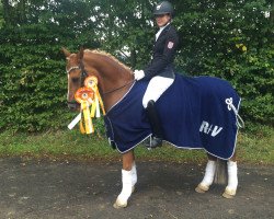 dressage horse Lucky Luke R (German Riding Pony, 2002, from Lateran)