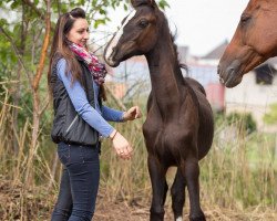 dressage horse Smoky Diamand (German Sport Horse, 2016, from Stockholm)