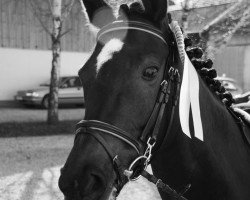 broodmare Palue Aamu (German Riding Pony, 2003, from Wanton's Anthony)