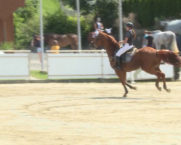 Reitturnier Schwyz 2019