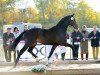 stallion Carbon (Holsteiner, 2014, from Carantas)