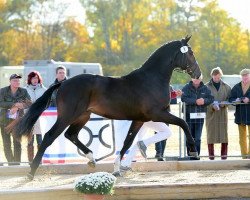 stallion Carbon (Holsteiner, 2014, from Carantas)