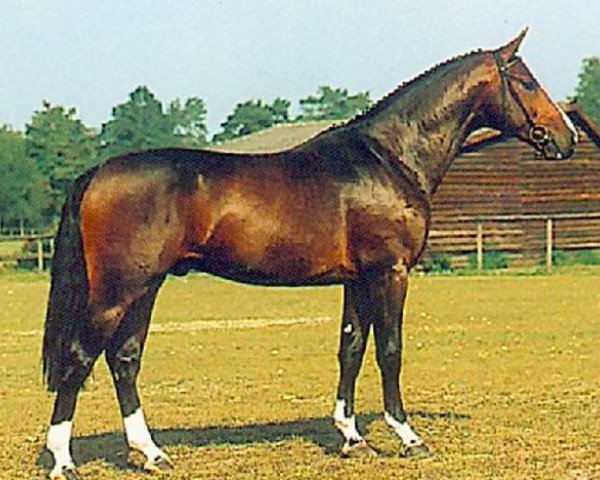 stallion Krug de Meia Lua (Royal Warmblood Studbook of the Netherlands (KWPN), 1992, from Ramiro Z)