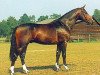 stallion Krug de Meia Lua (KWPN (Royal Dutch Sporthorse), 1992, from Ramiro Z)