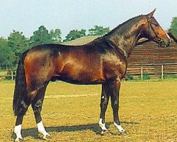 Deckhengst Krug de Meia Lua (KWPN (Niederländisches Warmblut), 1992, von Ramiro Z)