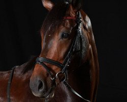 dressage horse Royal Diva 2 (Württemberger, 2009, from Riccione)