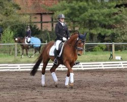 broodmare Dear Little Red Flower (German Riding Pony, 2007, from FS Don't Worry)