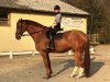 dressage horse Don Vargas (Hanoverian, 2005, from Don Vino)