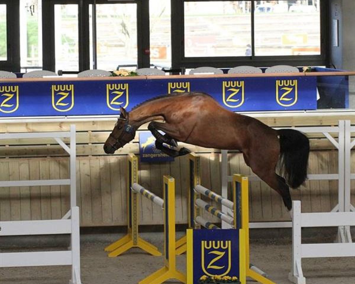 Springpferd Bamako M'Aurea (Zangersheide Reitpferd, 2011, von Kannan)