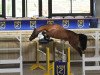 jumper Bamako M'Aurea (Zangersheide riding horse, 2011, from Kannan)