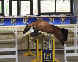 jumper Bamako M'Aurea (Zangersheide riding horse, 2011, from Kannan)