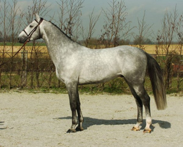 stallion Belitys de La Demi Lune (Belgian Warmblood, 2001, from Indorado)