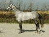 stallion Belitys de La Demi Lune (Belgian Warmblood, 2001, from Indorado)