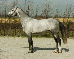 Deckhengst Belitys de La Demi Lune (Belgisches Warmblut, 2001, von Indorado)