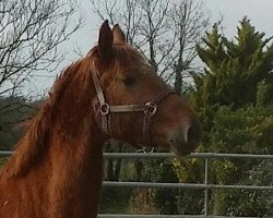 broodmare Chamira m'Aurea (Selle Français, 2012, from Belitys de La Demi Lune)