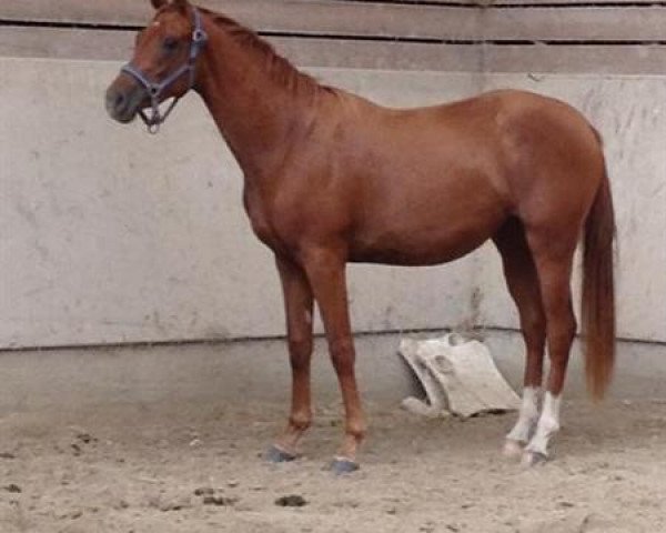 Zuchtstute Asmaé m'Aurea (Selle Français, 2010, von Adorado)