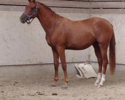 broodmare Asmaé m'Aurea (Selle Français, 2010, from Adorado)