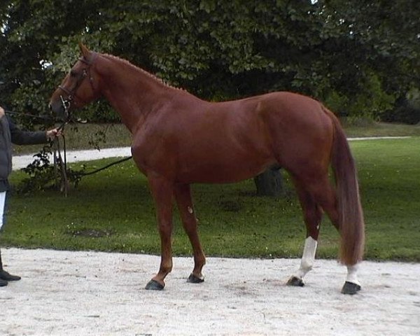 horse Nirvana M'Aurea (Selle Français, 2001, from Le Tôt de Semilly)