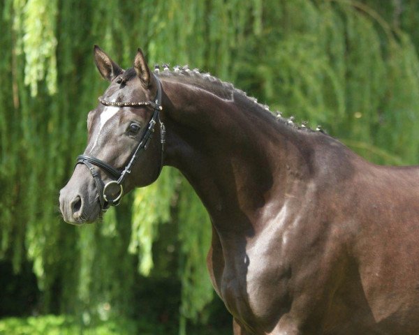 dressage horse Zaubersee (Trakehner, 2014, from Königssee)