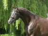 dressage horse Zaubersee (Trakehner, 2014, from Königssee)