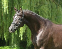 Dressurpferd Zaubersee (Trakehner, 2014, von Königssee)